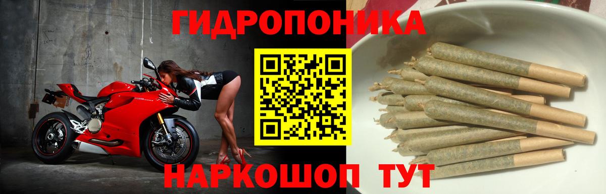 Каннабис сатива Калуга